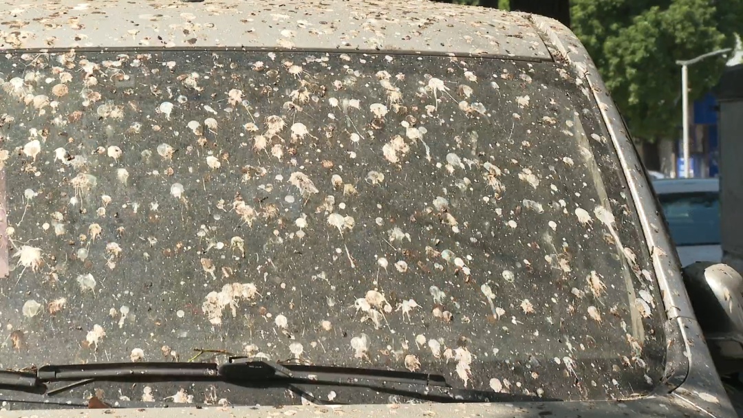 幸福的烦恼 中山一地候鸟排泄如“下雨” 幸福的烦恼 中山一地候鸟排泄如“下雨”