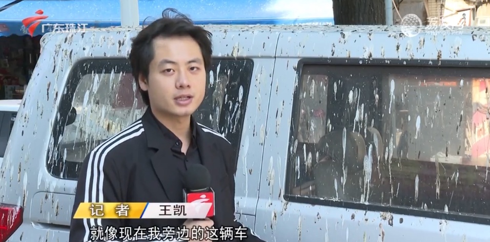 幸福的烦恼 中山一地候鸟排泄如“下雨” 幸福的烦恼 中山一地候鸟排泄如“下雨”