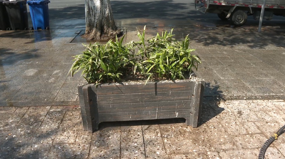 幸福的烦恼 中山一地候鸟排泄如“下雨” 幸福的烦恼 中山一地候鸟排泄如“下雨”