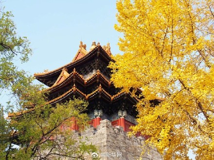 故宫银杏将中式美学意境拉满