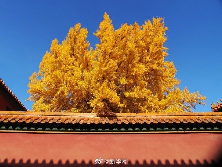 故宫银杏将中式美学意境拉满