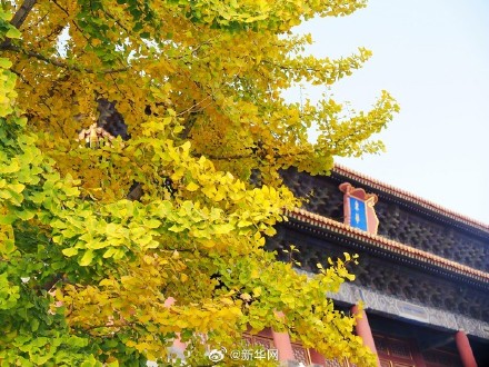 故宫银杏将中式美学意境拉满