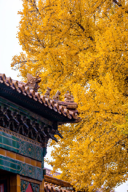 故宫银杏将中式美学意境拉满