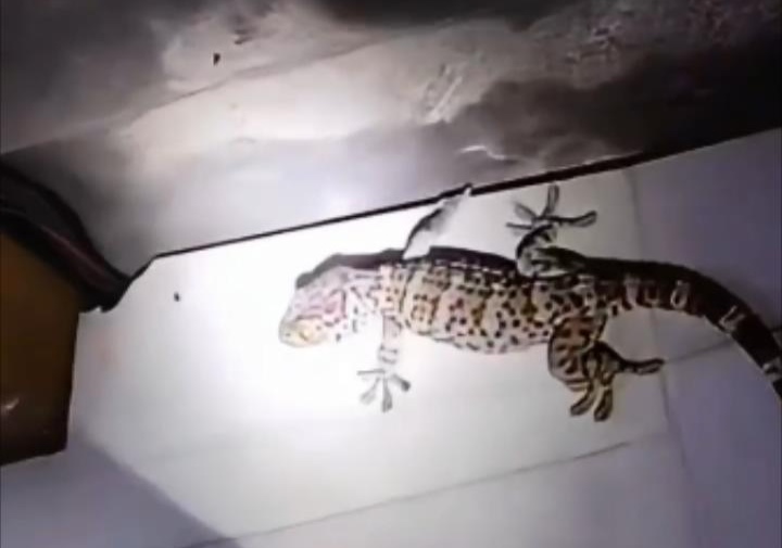 民警一到主动入笼,红斑大壁虎乖巧“求带走” 民警一到主动入笼,红斑大壁虎乖巧“求带走”