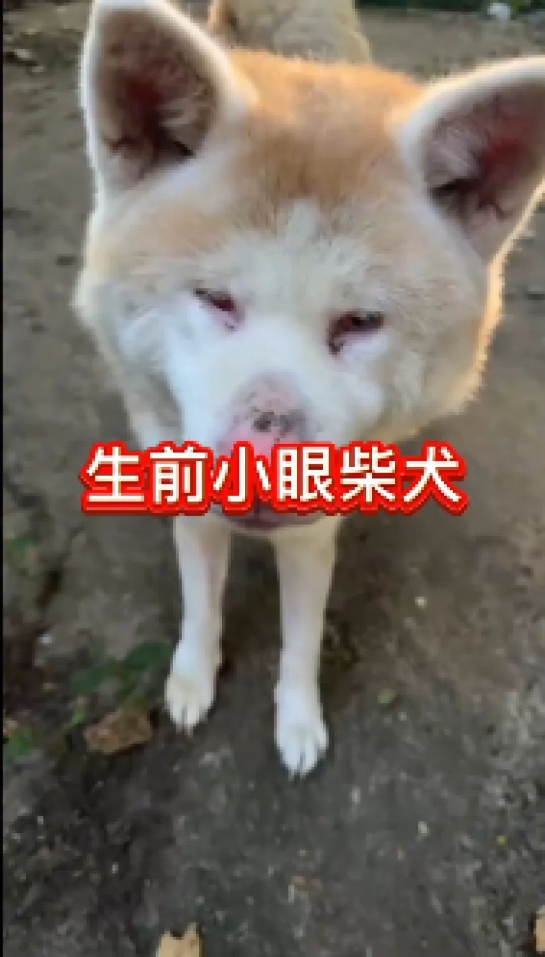 “狗被杀害剥皮”！3名男子闯动物救助基地杀狗伤人，安徽警方回应