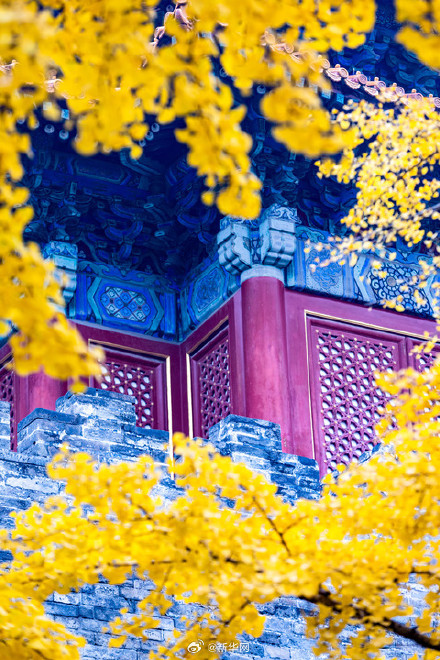 故宫银杏将中式美学意境拉满