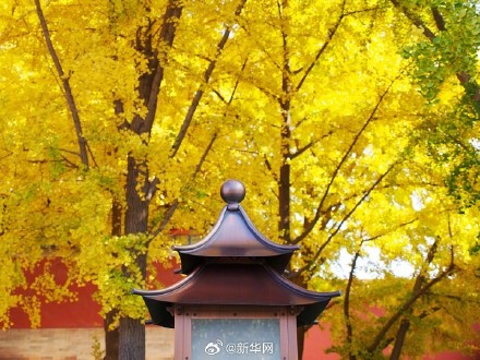 故宫银杏将中式美学意境拉满