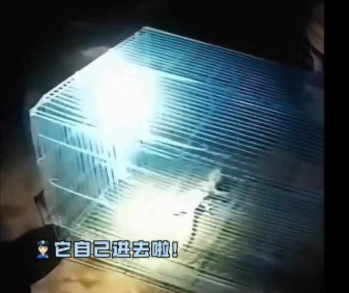 民警一到主动入笼,红斑大壁虎乖巧“求带走” 民警一到主动入笼,红斑大壁虎乖巧“求带走”