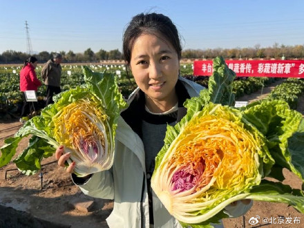 北京新品大白菜，从里到外五个神采！来岁秋天将走上市民餐桌