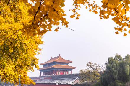 故宫银杏将中式美学意境拉满