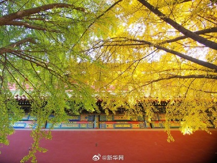 故宫银杏将中式美学意境拉满