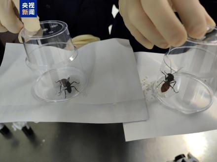 海关截获外来物种巨人恐蚁 海关截获外来物种巨人恐蚁