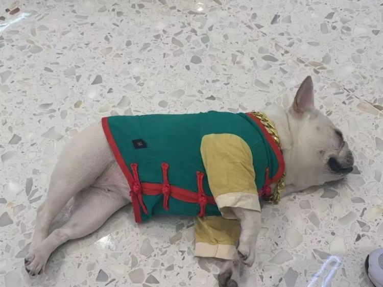 法斗犬玩滑板走红,主人:不会刻意打造“狗设” 法斗犬玩滑板走红,主人:不会刻意打造“狗设”