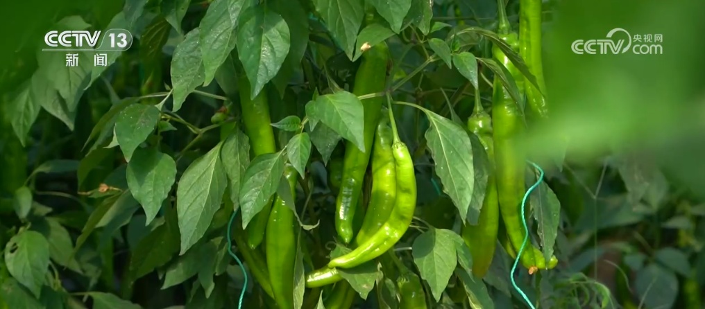 建好“菜园子” 拎稳“菜篮子” 我国蔬菜保障供给能力不断提升