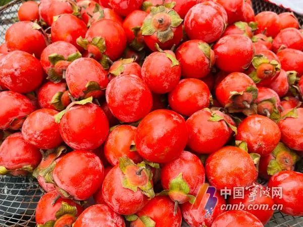 女子连吃9个柿子后突发肠梗阻，吃柿子应注意什么？