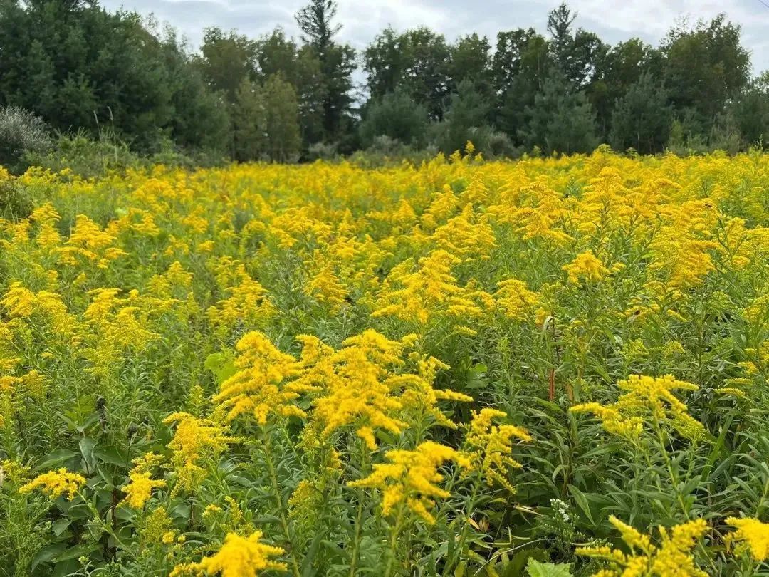 不要碰！台州也有出现！看到立即上报
