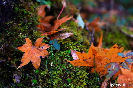 雅安龙苍沟彩林美得像画报 雅安龙苍沟彩林美得像画报