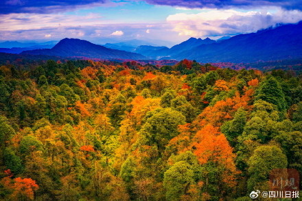 雅安龙苍沟彩林美得像画报 雅安龙苍沟彩林美得像画报