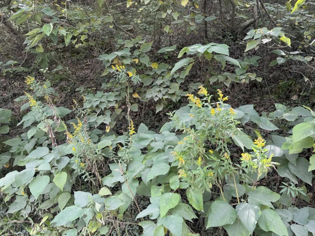 不要碰！台州也有出现！看到立即上报