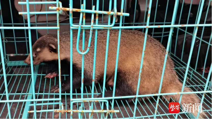 “狗獾”误入居民区 警保联手及时处置