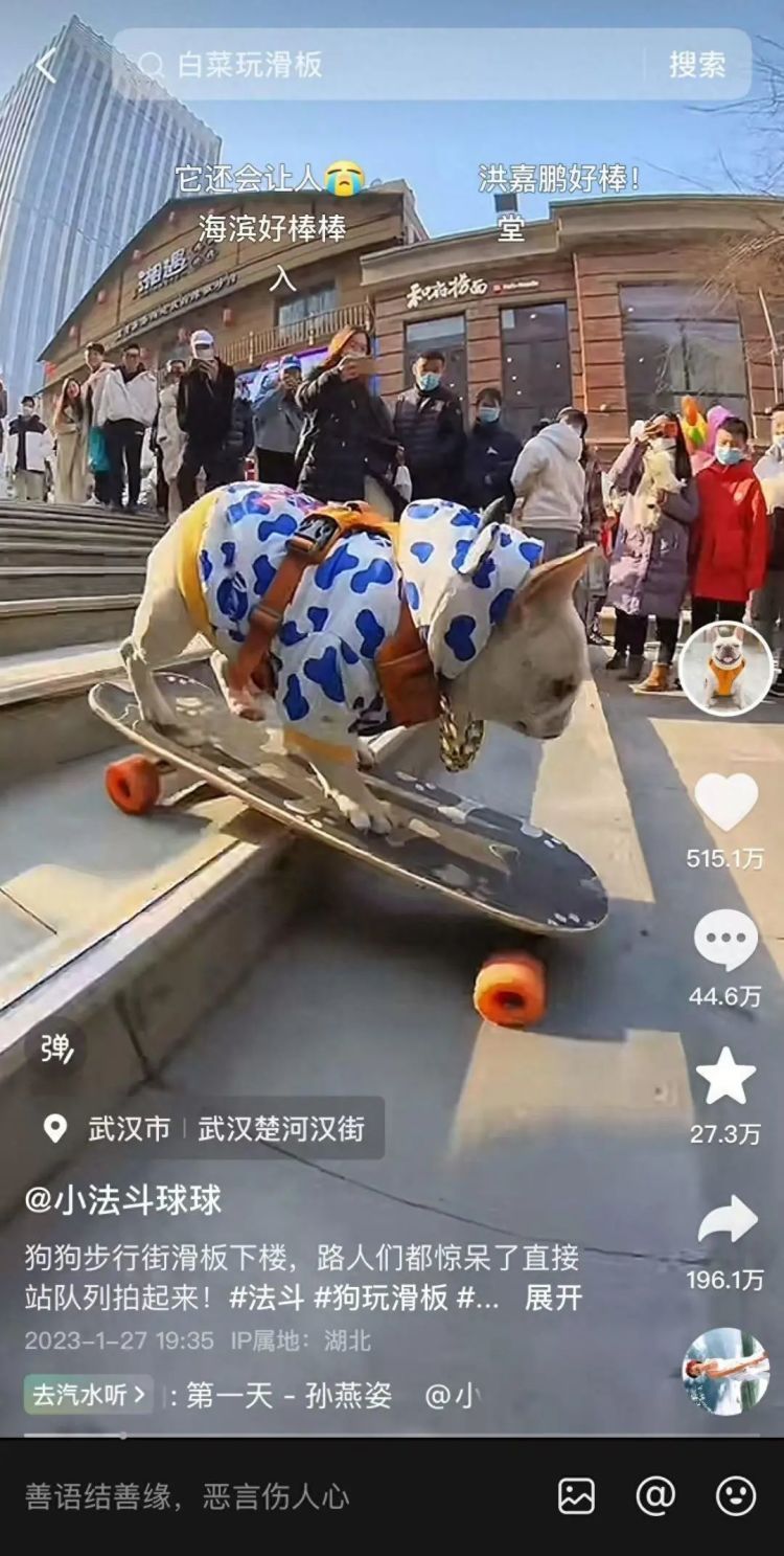 法斗犬玩滑板走红,主人:不会刻意打造“狗设” 法斗犬玩滑板走红,主人:不会刻意打造“狗设”