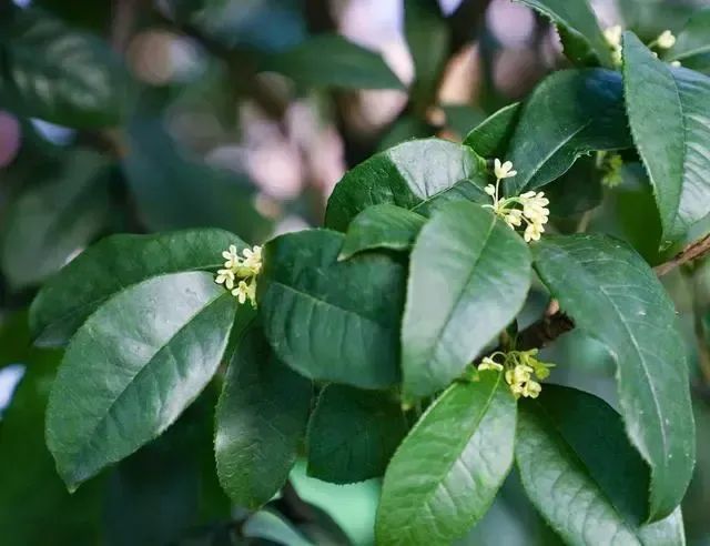 广州热到桂花推迟16天才开！广东何时能入秋