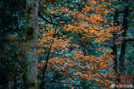 雅安龙苍沟彩林美得像画报 雅安龙苍沟彩林美得像画报