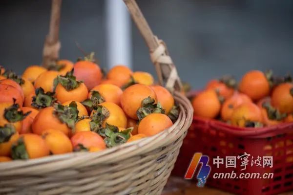 女子连吃9个柿子后突发肠梗阻，吃柿子应注意什么？