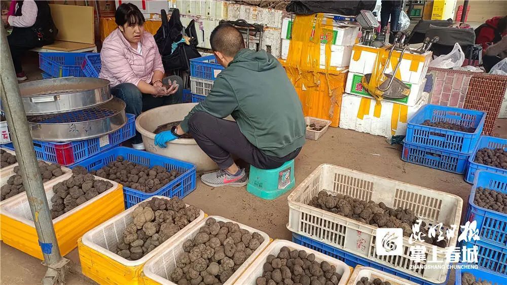 抓紧时间！昆明野生菌即将落潮