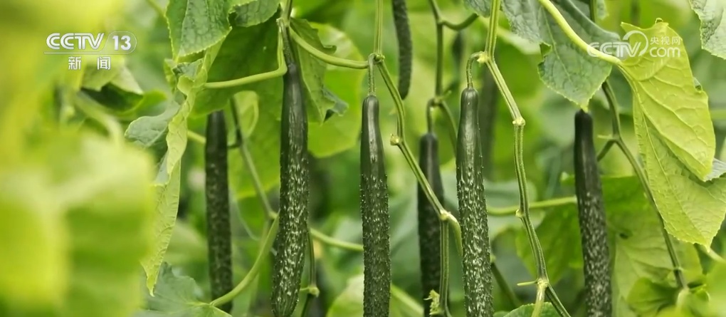 建好“菜园子” 拎稳“菜篮子” 我国蔬菜保障供给能力不断提升