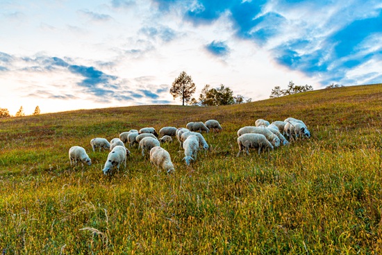 立冬“羊”气版图热乎出锅!带你寻找中国最好吃的羊肉 立冬“羊”气版图热乎出锅!带你寻找中国最好吃的羊肉