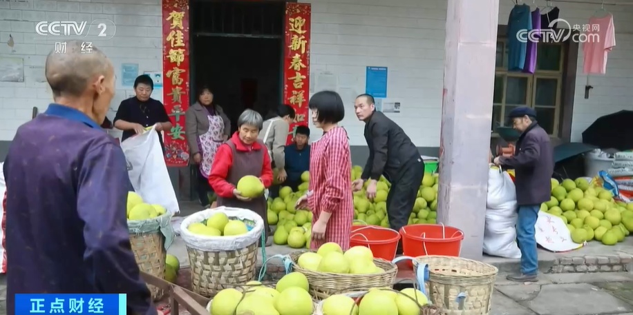 立冬前后也是收获的季节 柚子丰收 鱼肥蟹美