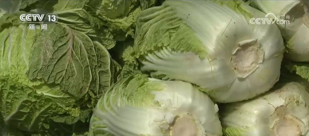 建好“菜园子” 拎稳“菜篮子” 我国蔬菜保障供给能力不断提升