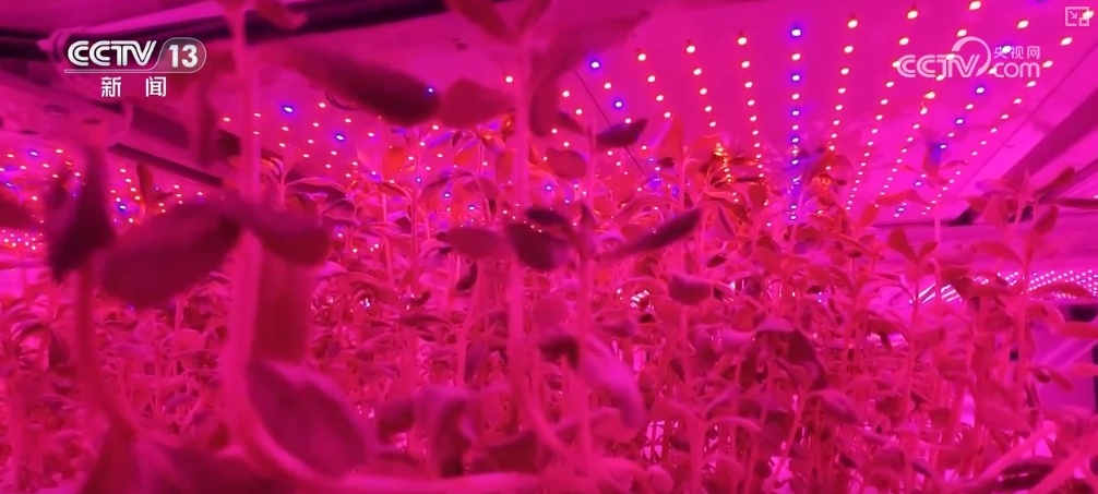 绿油油、金灿灿、红彤彤……再突破！“多彩”设施农业丰富百姓“菜篮子”