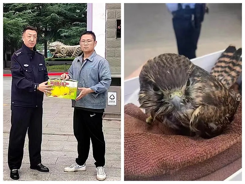 烟台一小区发现国家一级保护动物