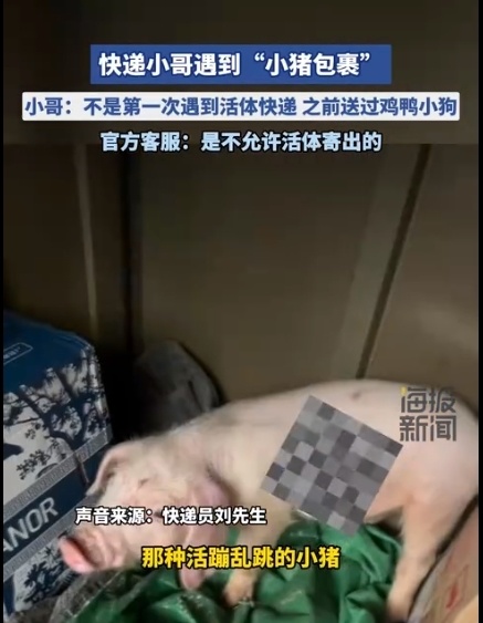 快递小哥遇到活体小猪包裹，当事人称鸡鸭、小狗等其他小动物都送过
