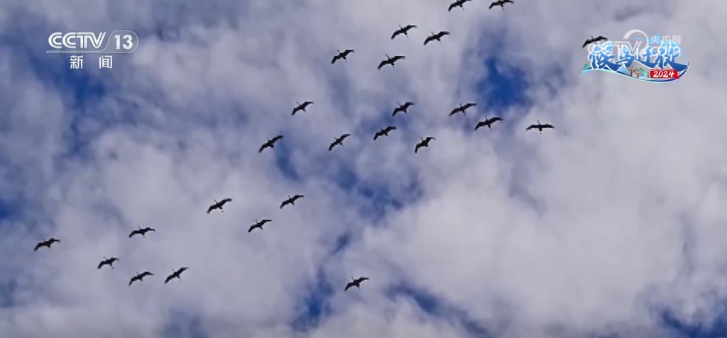 万鸟集结上演“空中芭蕾” 候鸟翩跹绘就诗意生态美景