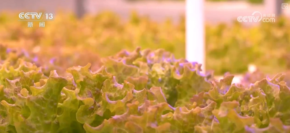 绿油油、金灿灿、红彤彤……再突破！“多彩”设施农业丰富百姓“菜篮子”