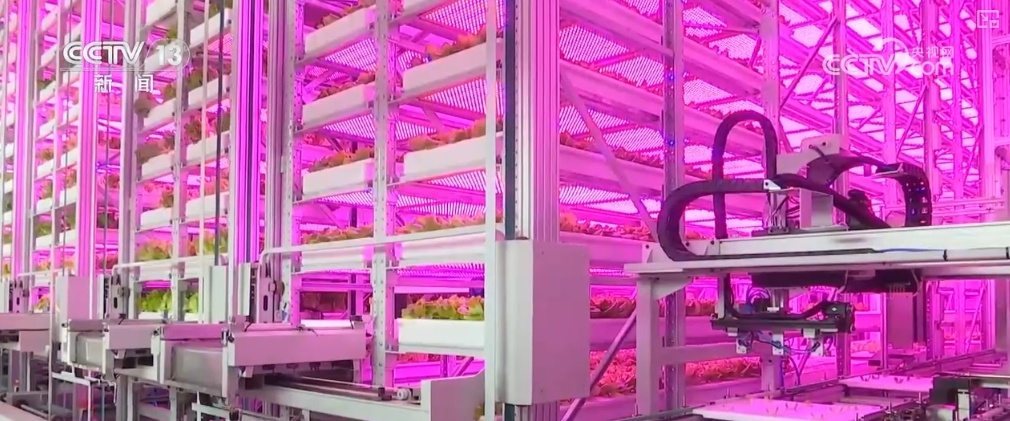 绿油油、金灿灿、红彤彤……再突破！“多彩”设施农业丰富百姓“菜篮子”