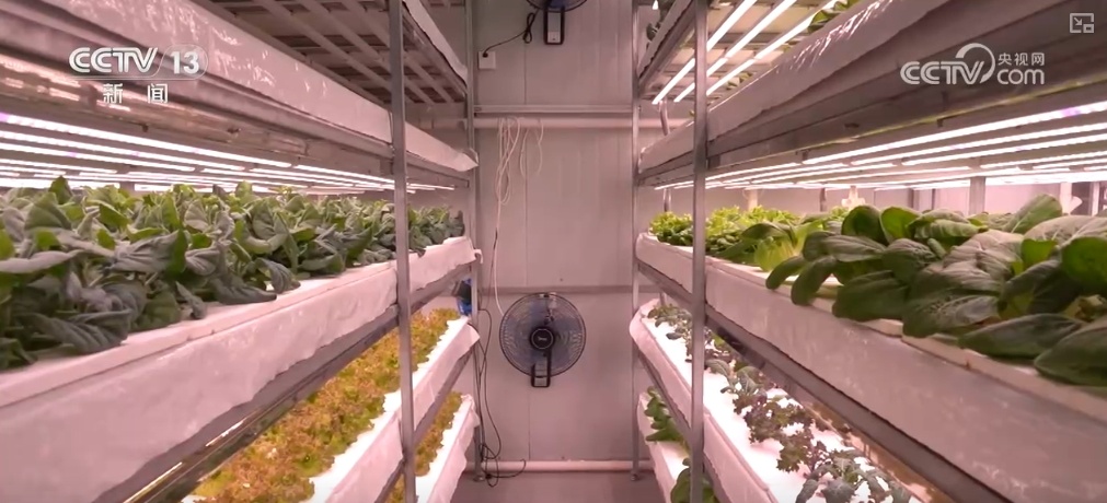 绿油油、金灿灿、红彤彤……再突破！“多彩”设施农业丰富百姓“菜篮子”