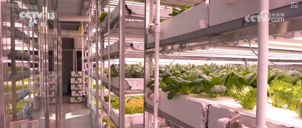 绿油油、金灿灿、红彤彤……再突破！“多彩”设施农业丰富百姓“菜篮子”