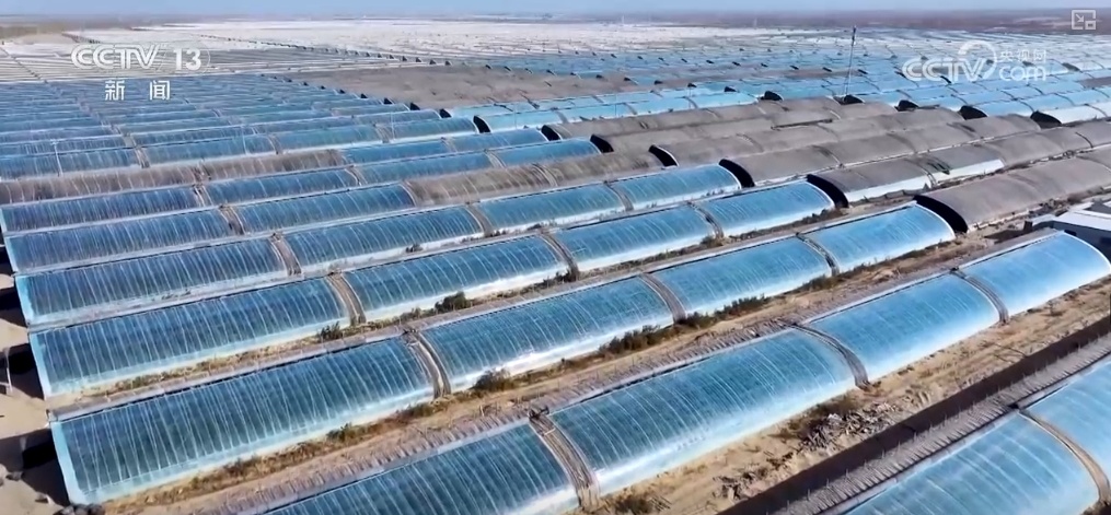 绿油油、金灿灿、红彤彤……再突破！“多彩”设施农业丰富百姓“菜篮子”