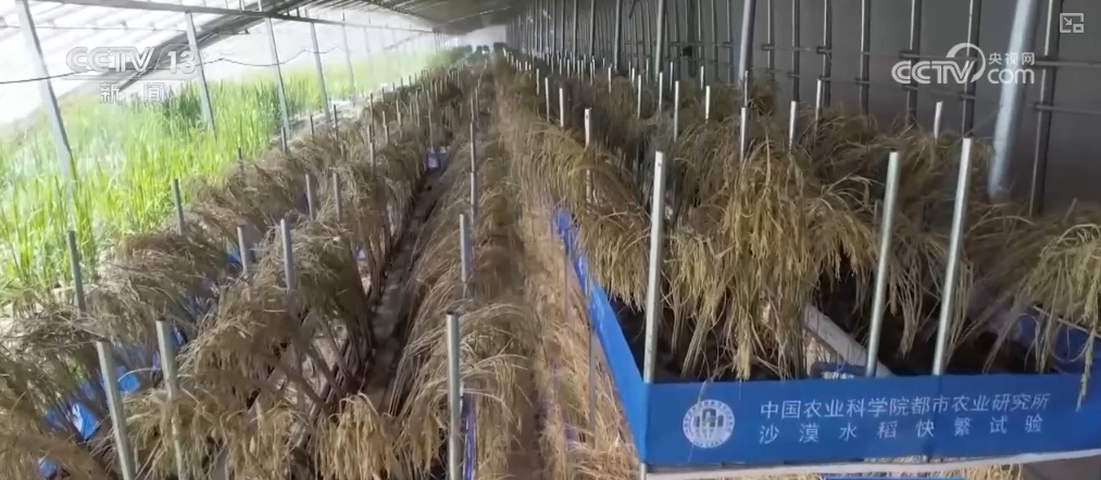 绿油油、金灿灿、红彤彤……再突破！“多彩”设施农业丰富百姓“菜篮子”