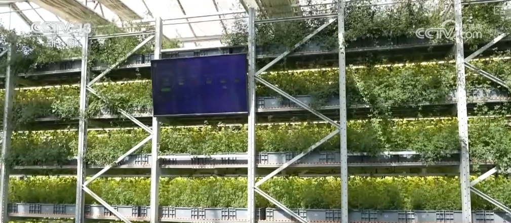 绿油油、金灿灿、红彤彤……再突破！“多彩”设施农业丰富百姓“菜篮子”