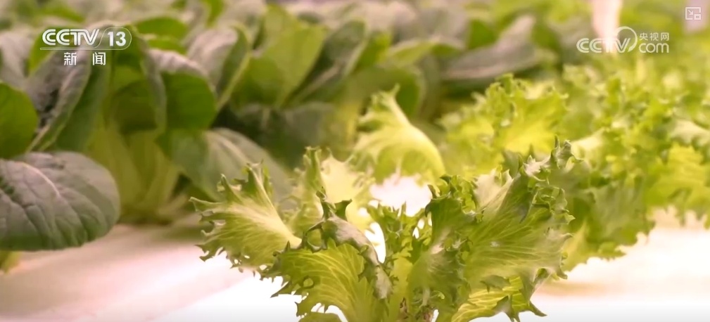 绿油油、金灿灿、红彤彤……再突破！“多彩”设施农业丰富百姓“菜篮子”