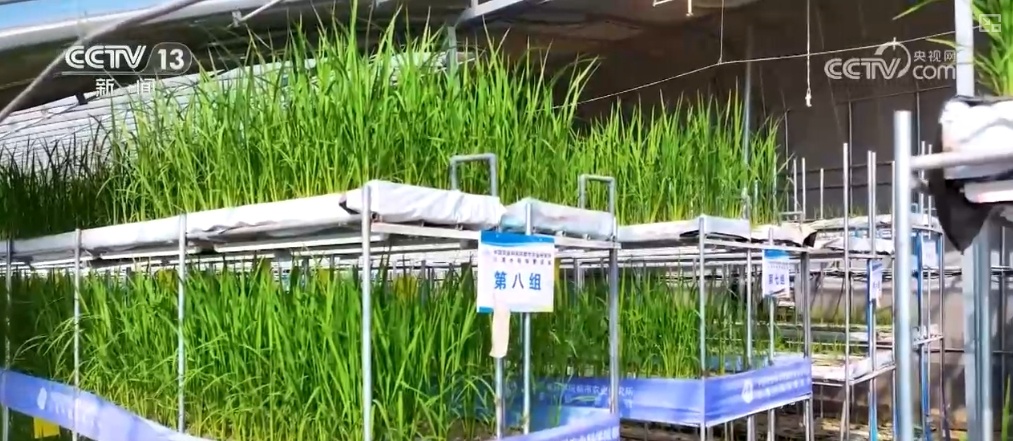 绿油油、金灿灿、红彤彤……再突破！“多彩”设施农业丰富百姓“菜篮子”