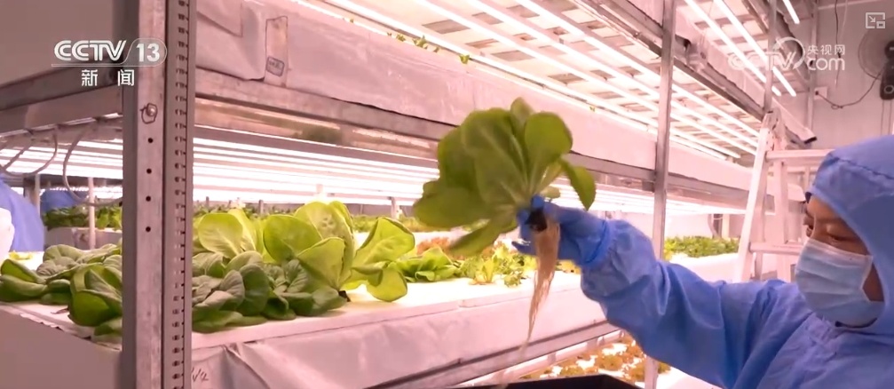 绿油油、金灿灿、红彤彤……再突破！“多彩”设施农业丰富百姓“菜篮子”