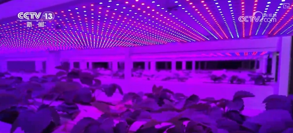 绿油油、金灿灿、红彤彤……再突破！“多彩”设施农业丰富百姓“菜篮子”