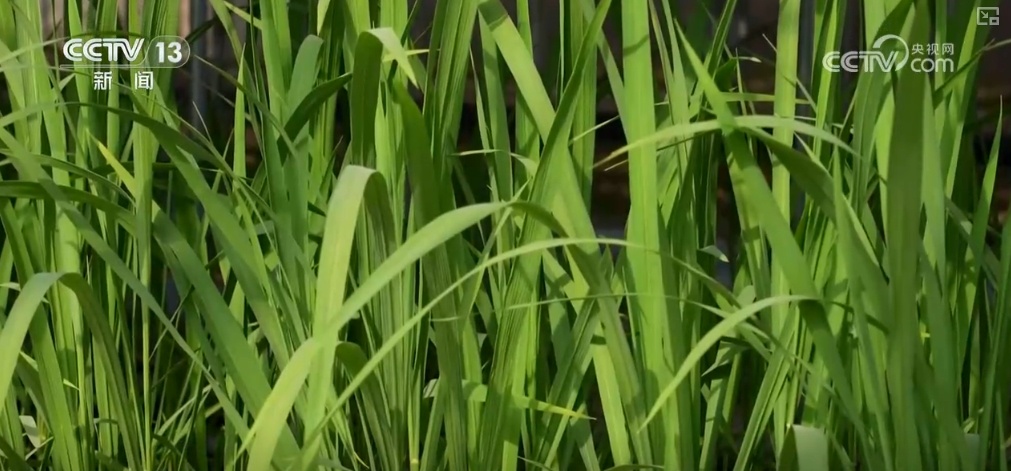 绿油油、金灿灿、红彤彤……再突破！“多彩”设施农业丰富百姓“菜篮子”