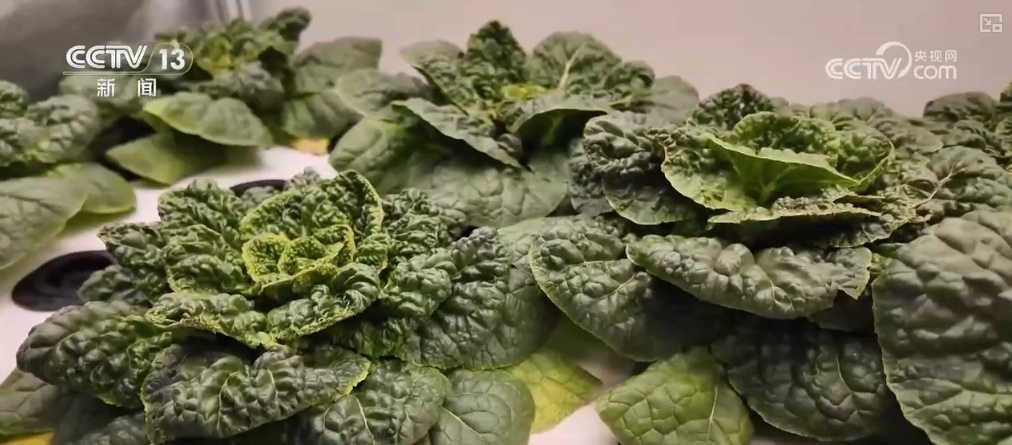 绿油油、金灿灿、红彤彤……再突破！“多彩”设施农业丰富百姓“菜篮子”